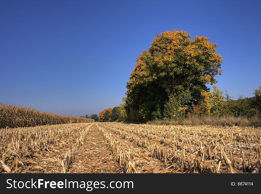 Autumn in the Polish field