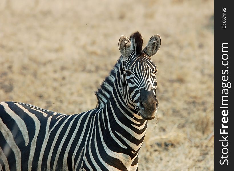 A Burchell's Zebra in the Kruger National Park, South Africa.