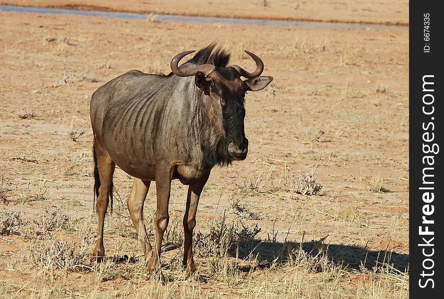 Blue wildebeest (Connochaetes taurinus) in the Kgalagadi Transfrontier Park, Kalahari desert, Southern Africa. Blue wildebeest (Connochaetes taurinus) in the Kgalagadi Transfrontier Park, Kalahari desert, Southern Africa