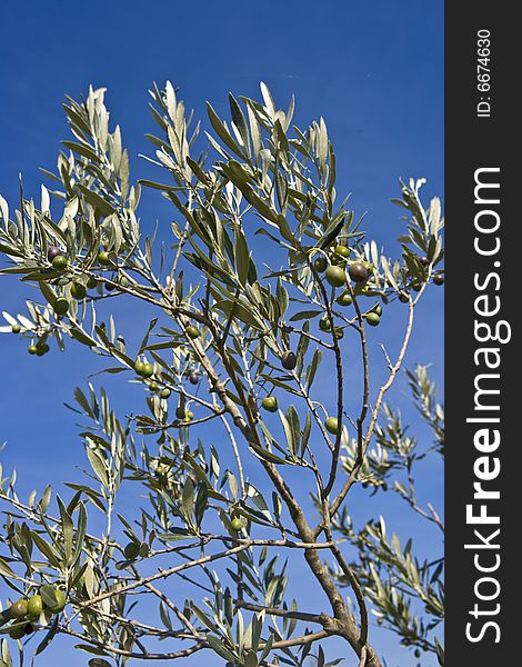 Image of a Olive's branches, sky on the background