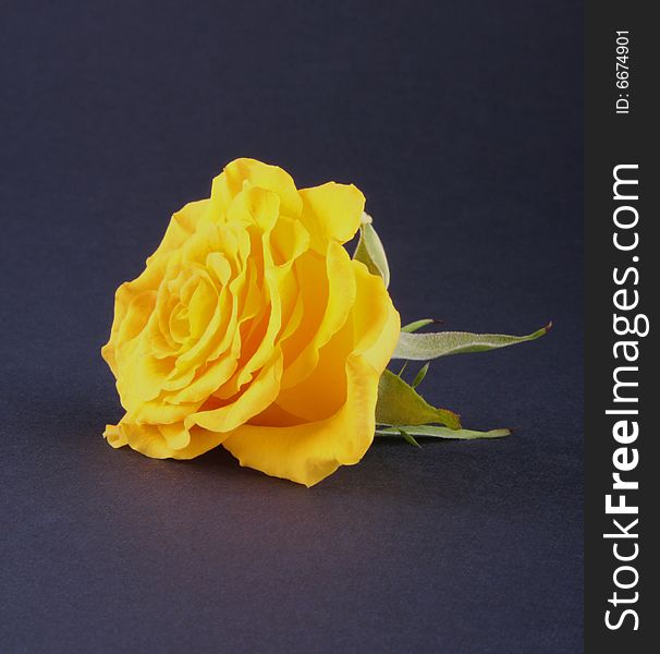 Yellow rose head isolated on dark background