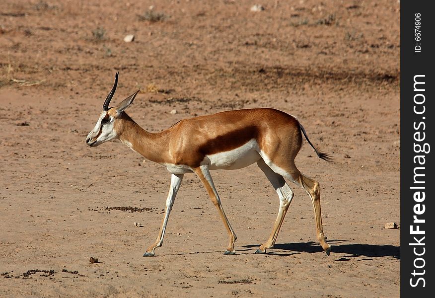 A Springbok Antelope in the Kalahari Desert, Southern Africa. A Springbok Antelope in the Kalahari Desert, Southern Africa.