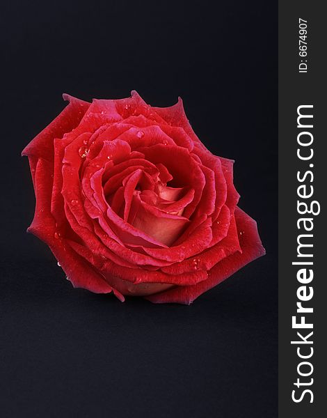 Red rose head isolated on dark background
