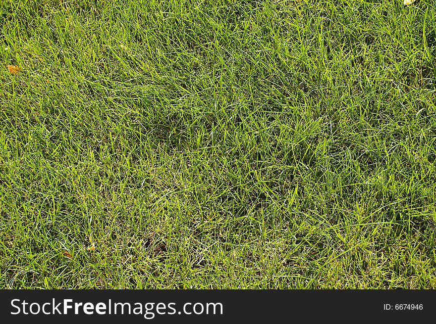Abstract Green Grass