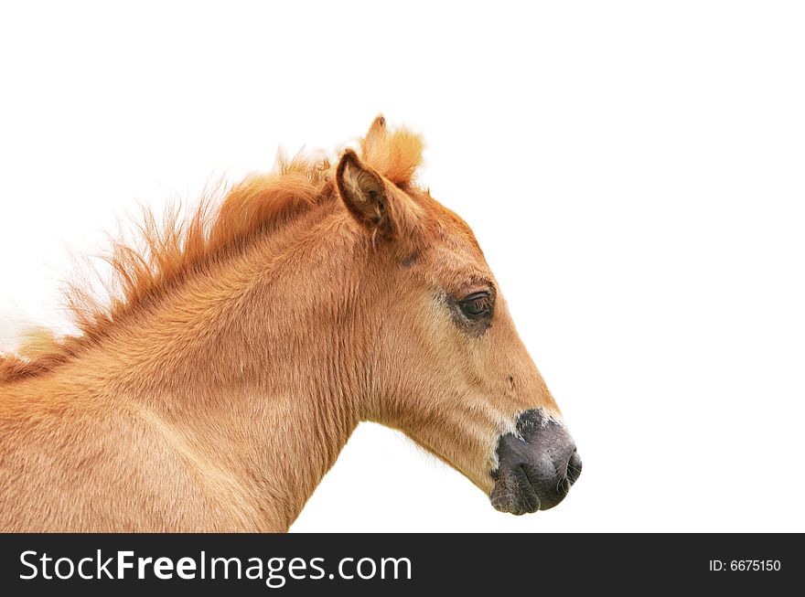 The horse with a white background .