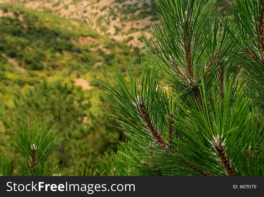 Crimea pine branches and far desert with bushes