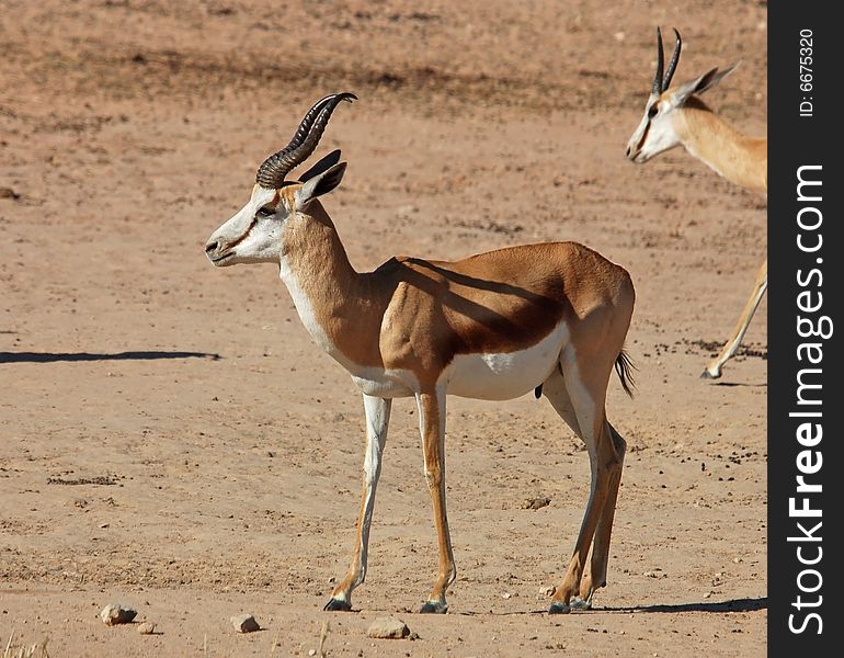 A Springbok Antelope in the Kalahari Desert, Southern Africa. A Springbok Antelope in the Kalahari Desert, Southern Africa.