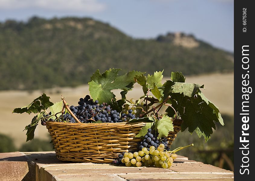 Baskets of grapes, country on the background. Baskets of grapes, country on the background