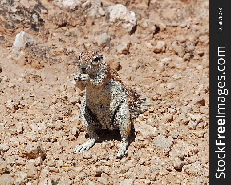 A female Ground Squirrel feeding in the Kalahari Desert, South Africa. A female Ground Squirrel feeding in the Kalahari Desert, South Africa