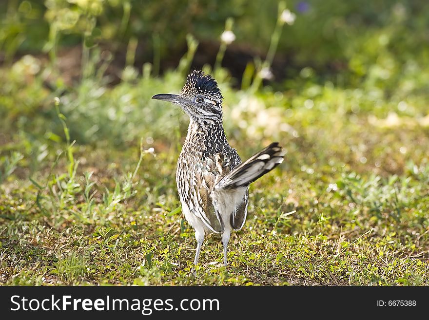 A Greater Roadrunner stops and looks over his shoulder. A Greater Roadrunner stops and looks over his shoulder