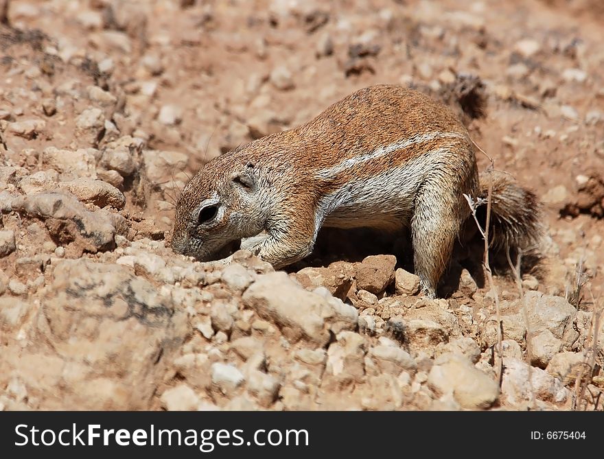 Ground Squirrel (Xerus inaurus)