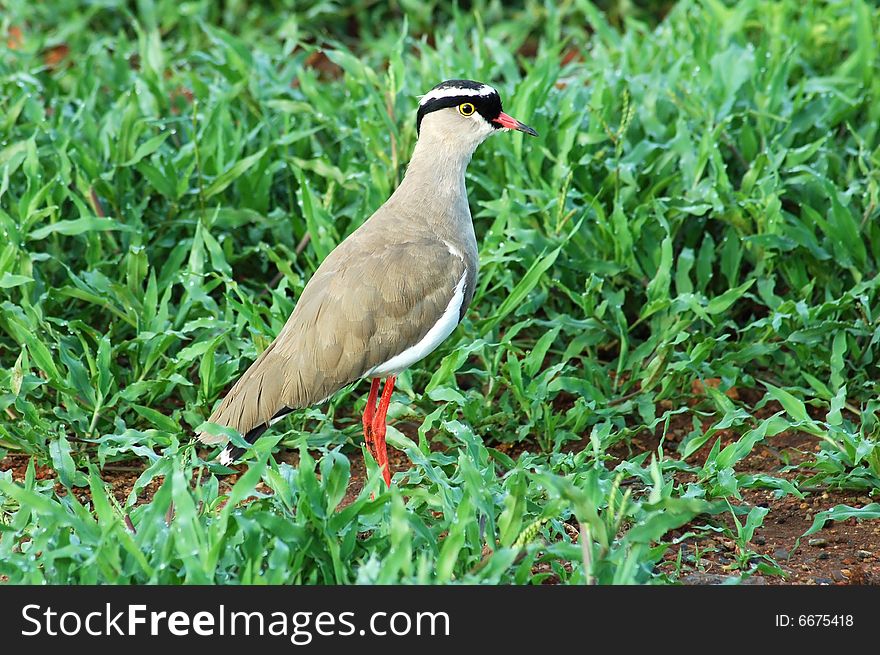 A crowned ploved Vanellus coronatus)on green grass, South Africa. A crowned ploved Vanellus coronatus)on green grass, South Africa.