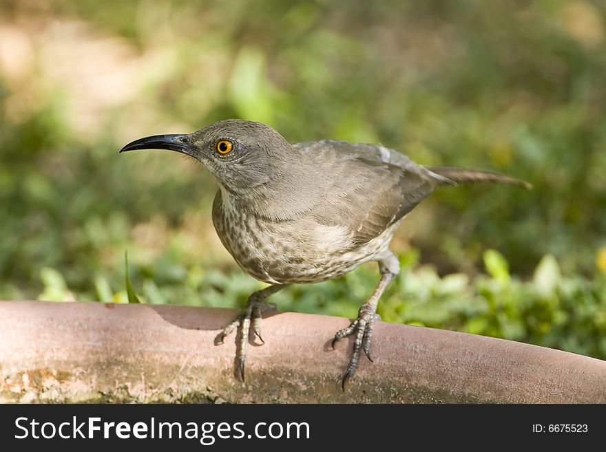 A Curved-billed Thrasher perched on the rim of a bird bath. A Curved-billed Thrasher perched on the rim of a bird bath
