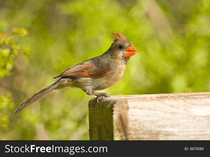 A Cardinal perched on a feeder