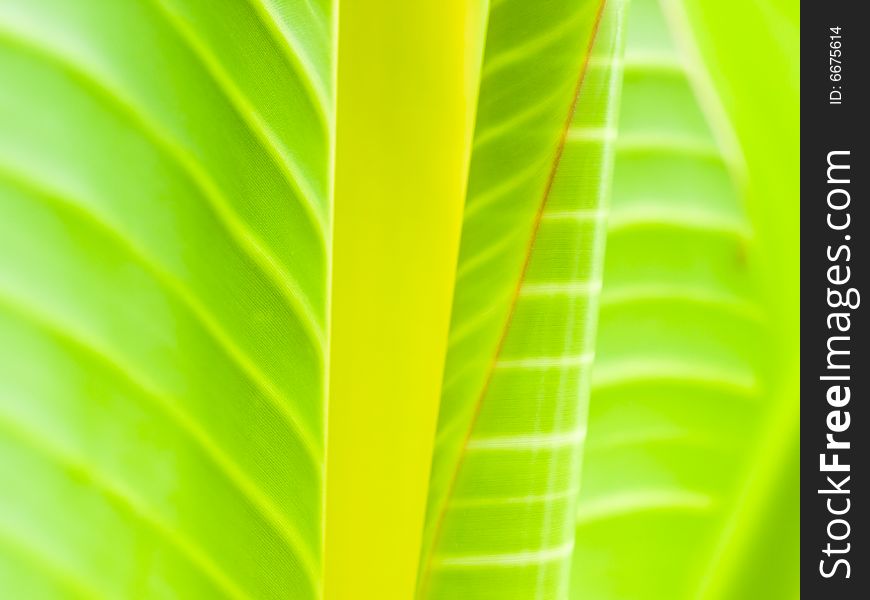 Natural abstract of leaves of a banana tree species, Ensete Superbum. Natural abstract of leaves of a banana tree species, Ensete Superbum.