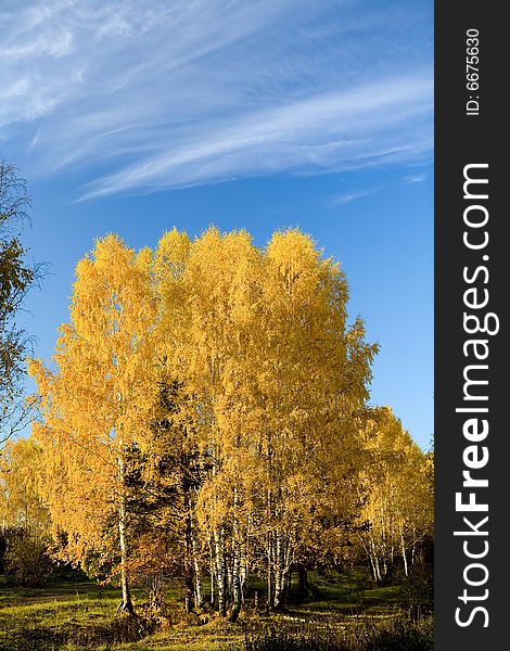 Autumn Birches