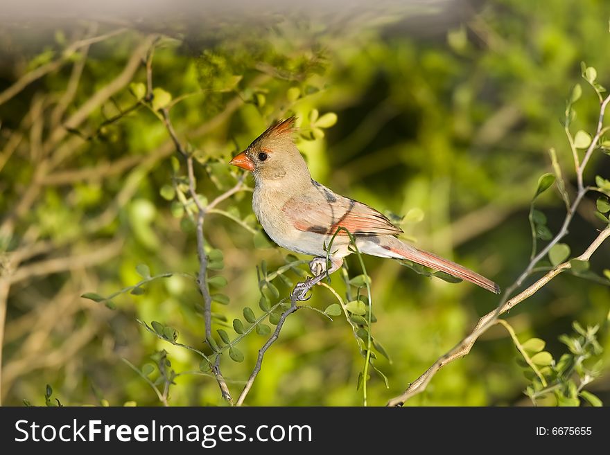 A female Northern Cardinal perched in a tree. A female Northern Cardinal perched in a tree