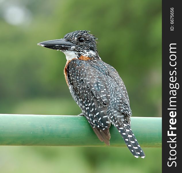 A Giant Kingfisher (Megaceryle Maxima) on a rail at a river in the Kruger National Park, South Africa.