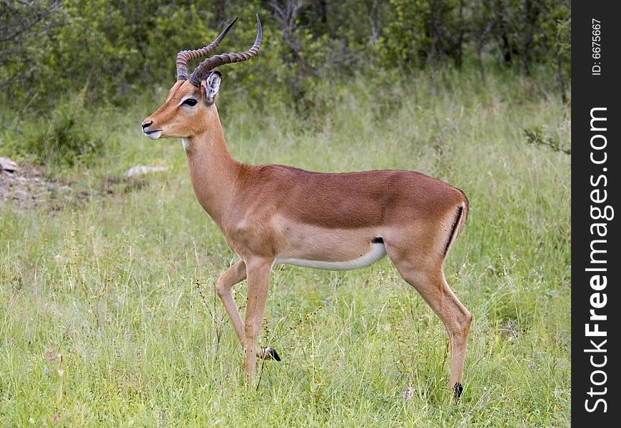 A male Impala antelope in the Kruger National Park, South Africa. A male Impala antelope in the Kruger National Park, South Africa.
