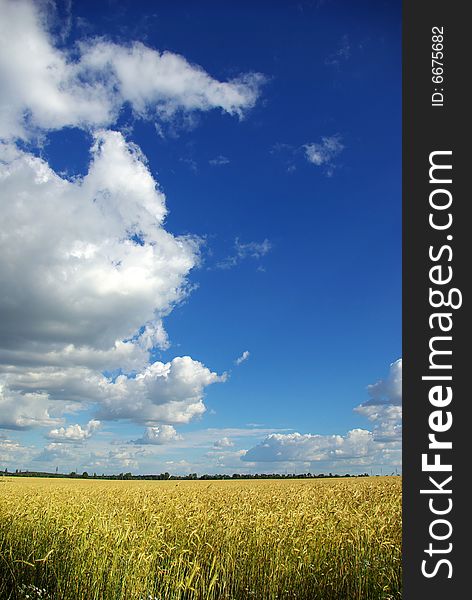 Wheat ears against the blue  sky