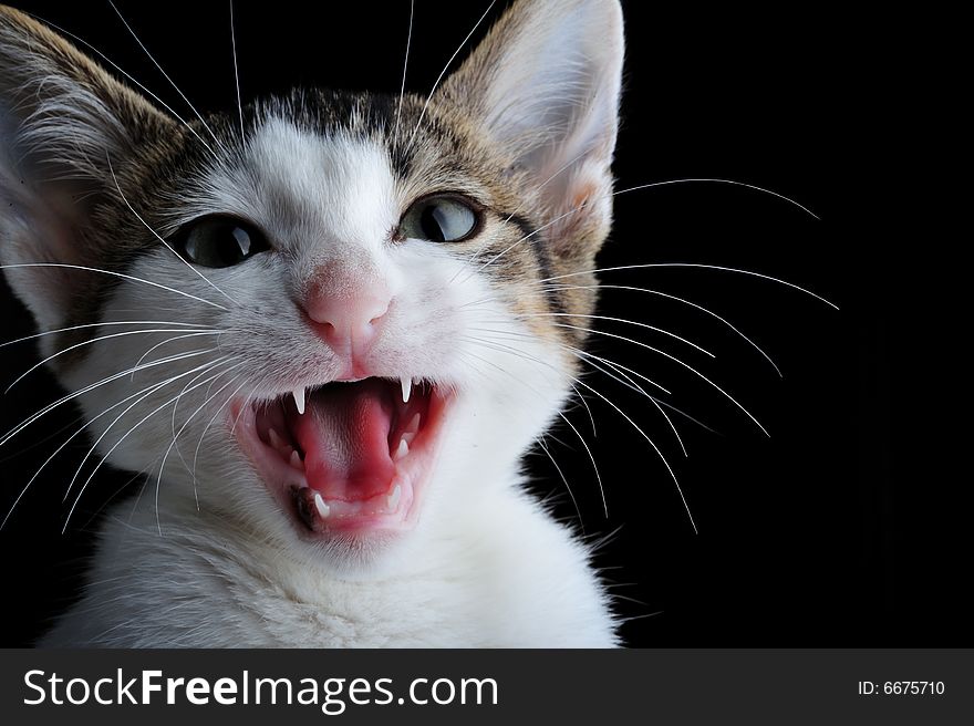 Domestic kitten meowing on black background. Domestic kitten meowing on black background