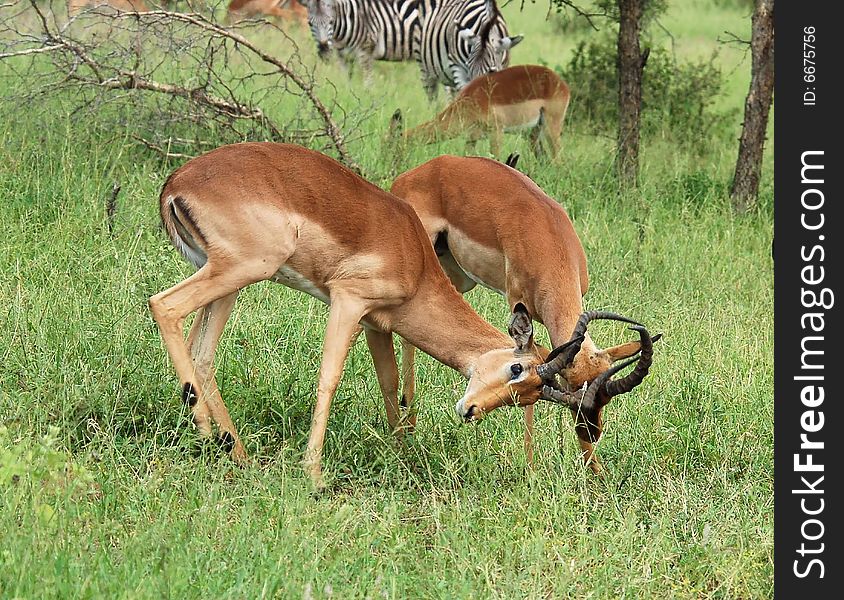 Two male Impala antelopes (Aepyceros Melampus) fighting over control of the harem in the Kruger National Park, South Africa.