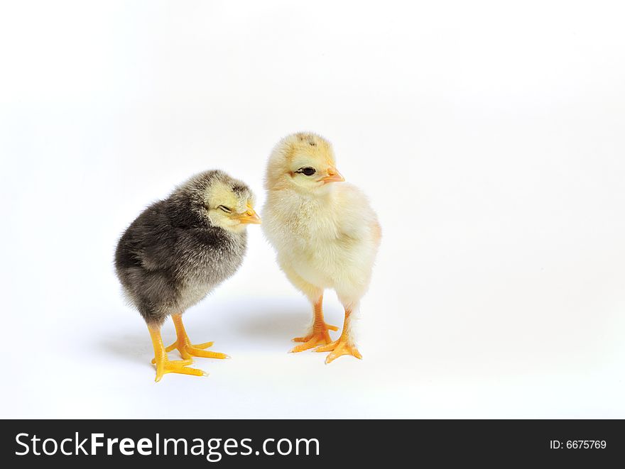 Close up of two newborn chickens on white background