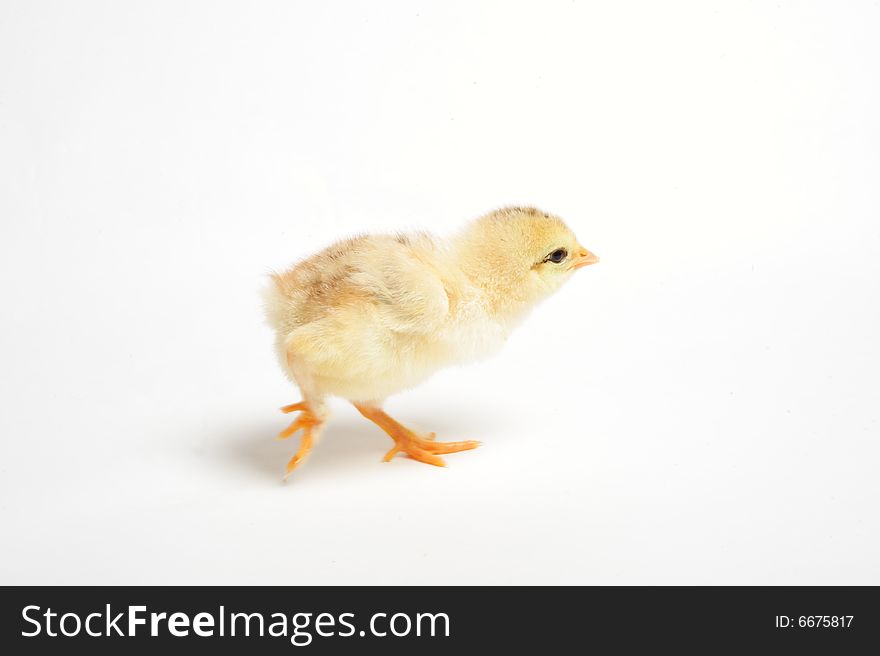 Close up of a newborn chick running away. Close up of a newborn chick running away