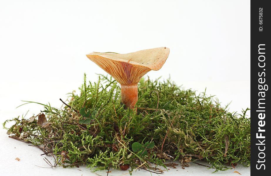 Mushroom standing in green moss isolated over white background. Mushroom standing in green moss isolated over white background
