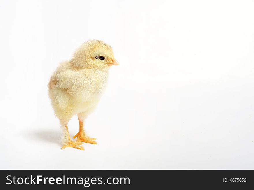 Close up of newborn chick standing on white background. Close up of newborn chick standing on white background