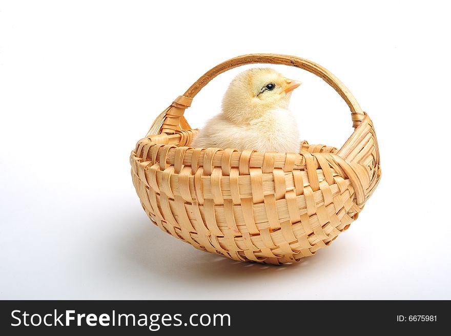 Golden chick standing in a basket, close up. Golden chick standing in a basket, close up