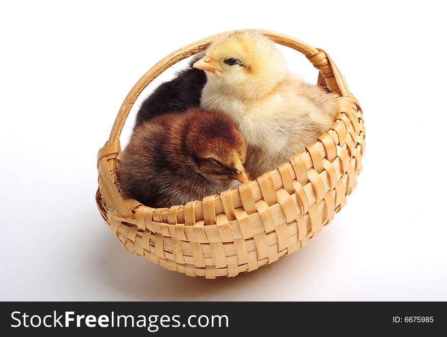 Three chicks standing in a basket, close up. Three chicks standing in a basket, close up