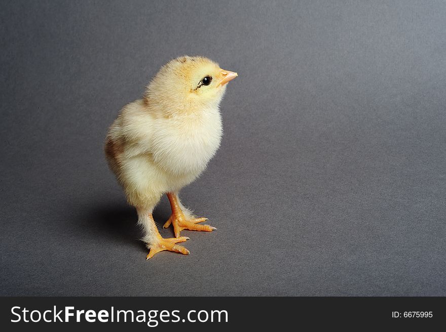 Close up of newborn chick standing on grey background. Close up of newborn chick standing on grey background