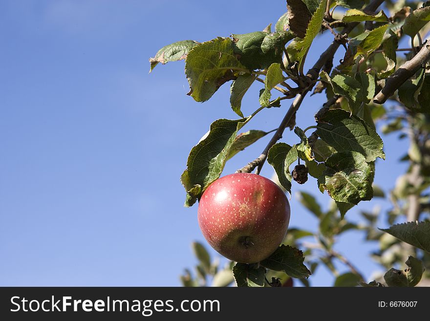 Close-up of a apple on a branch