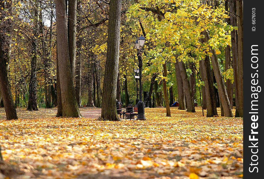 A sunny day in autumn park, a carpet from the fallen down foliage. A sunny day in autumn park, a carpet from the fallen down foliage