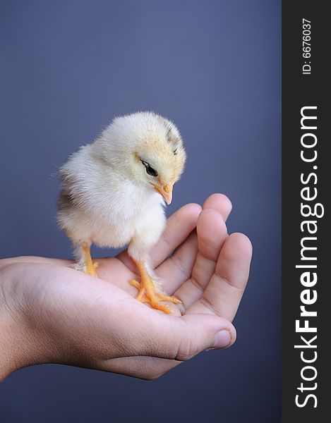 Golden newborn chick in hands, close up. Golden newborn chick in hands, close up