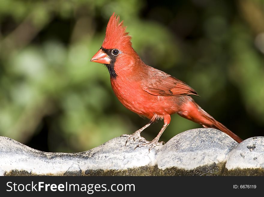 A Northern Cardinal perched on a bird bath. A Northern Cardinal perched on a bird bath