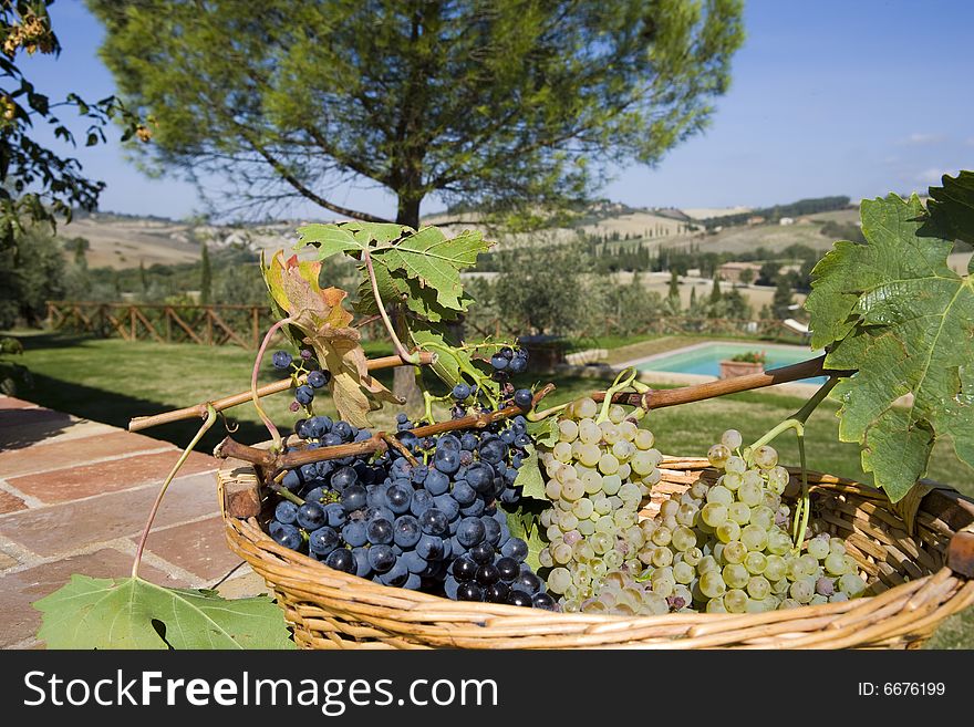 Baskets of grapes, luxury country house in Tuscan on the background. Baskets of grapes, luxury country house in Tuscan on the background