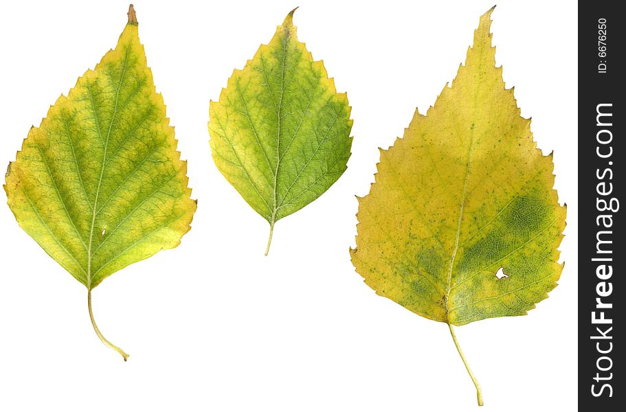 Autumn leaves of a birch on a white background. Images contain clipping puths. Autumn leaves of a birch on a white background. Images contain clipping puths.