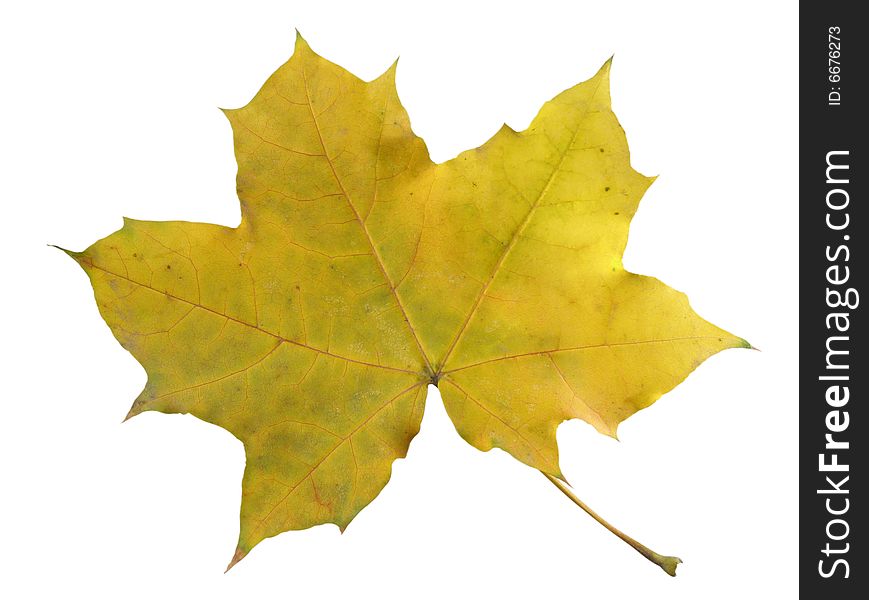 Autumn leave of a maple on a white background. Image contain clipping puth. Autumn leave of a maple on a white background. Image contain clipping puth.