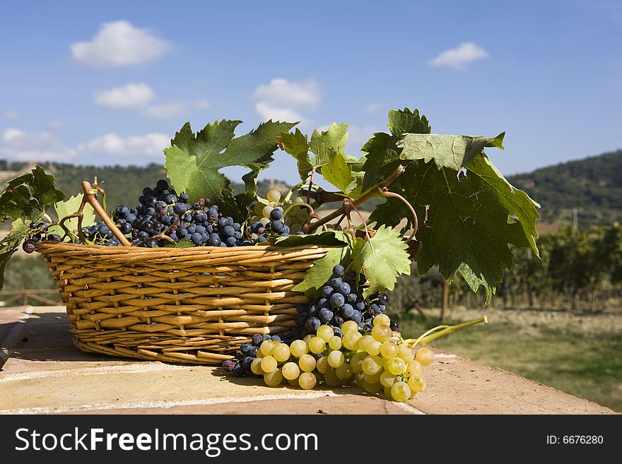 Baskets of grapes,Tuscan landscape on the background. Baskets of grapes,Tuscan landscape on the background