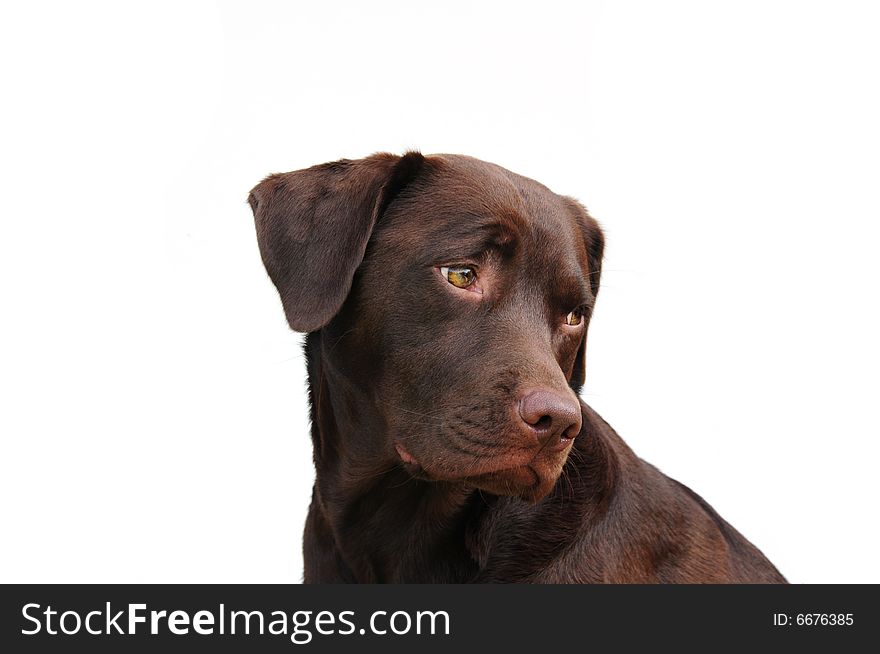 Head shot of a cute chocolate labrador dog. Head shot of a cute chocolate labrador dog