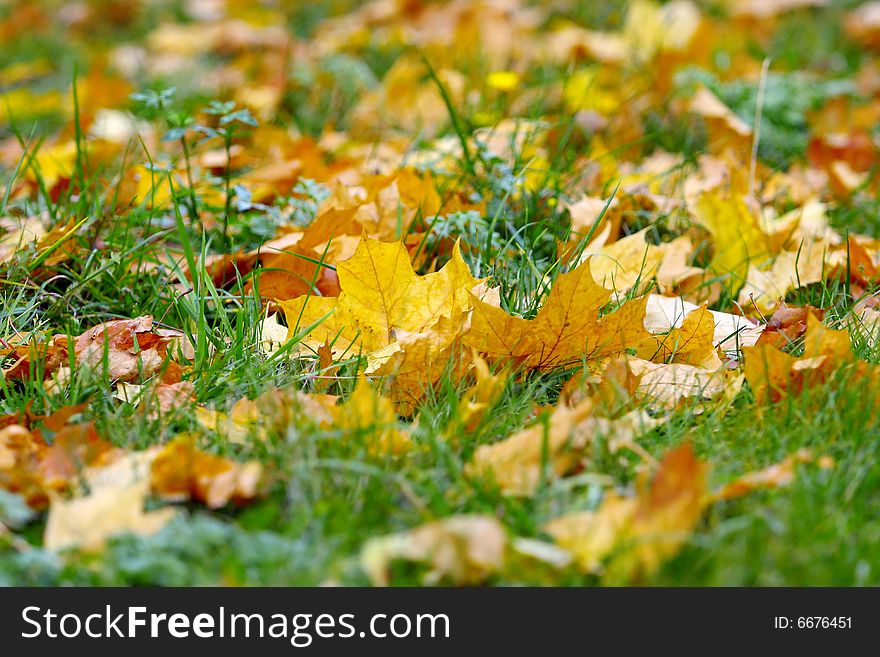 Autumn yellow leaves on green herb