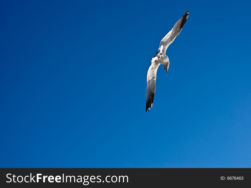 A sea gull in the blue sky. A sea gull in the blue sky