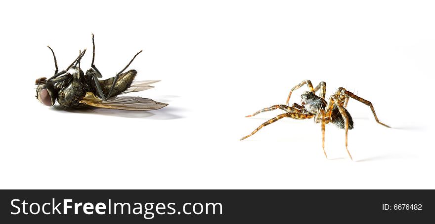 Spider hunts on home-fly on white background. Spider hunts on home-fly on white background