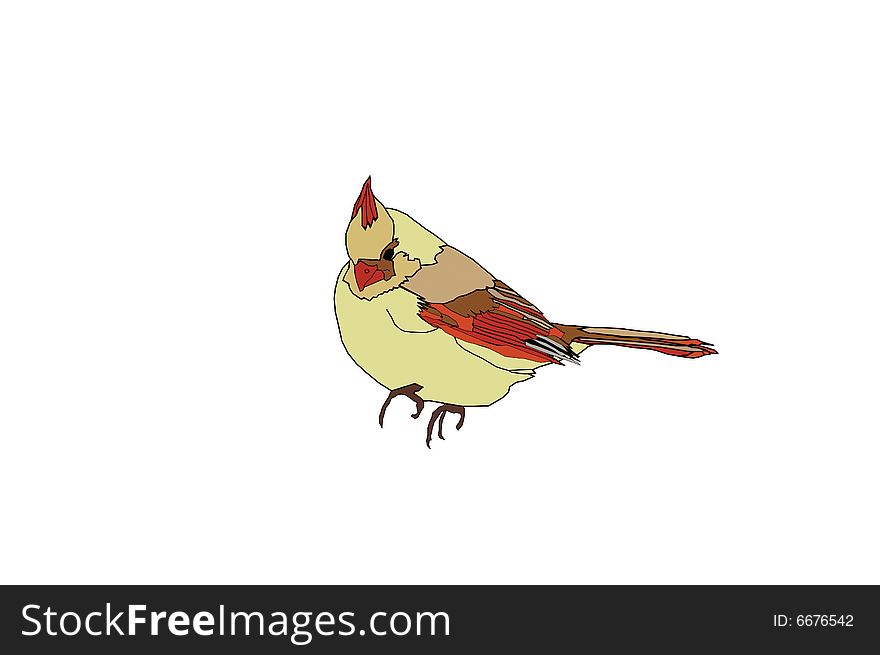 Colorful female cardinal bird illustration. Colorful female cardinal bird illustration.