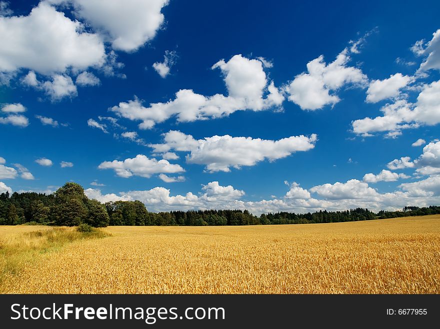 A country landscape in sunny summer day