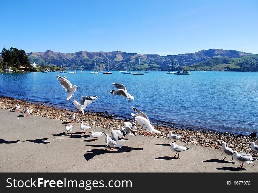 Flight Of Seagulls At Akaroa,new Zealand