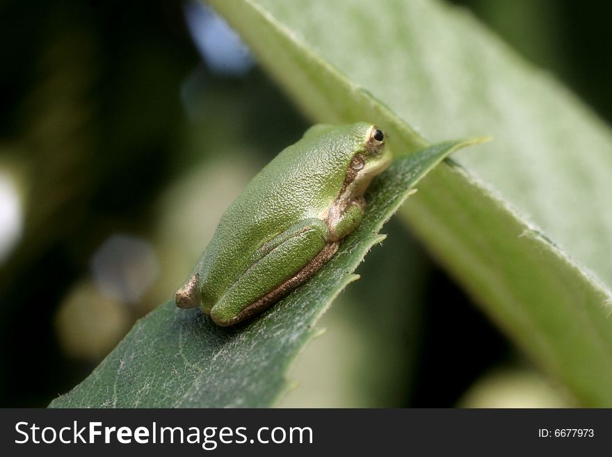 Close up photo of a little green frog relaxing on a leaf. Close up photo of a little green frog relaxing on a leaf.