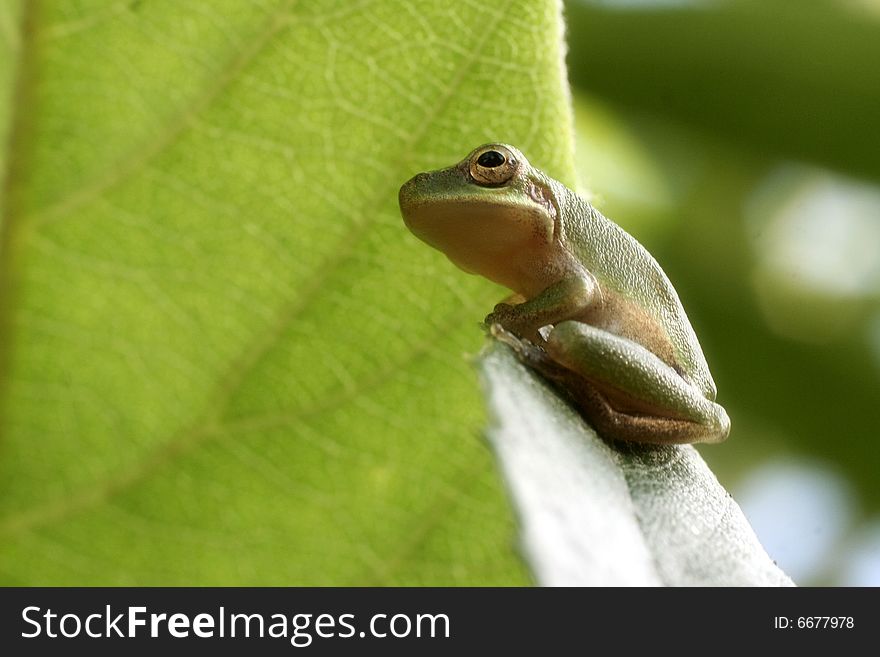 Close up photo of a little green frog relaxing on a leaf. Close up photo of a little green frog relaxing on a leaf.